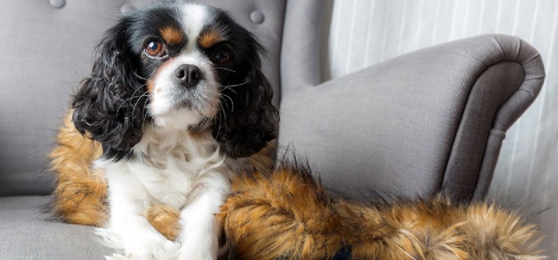 Is It Safe to Give Your Dog Soda?