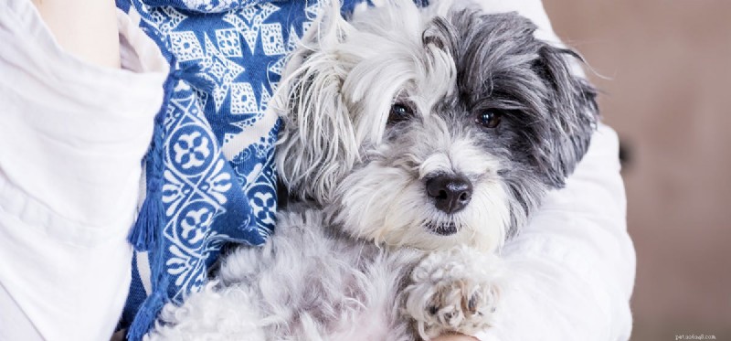 Is It Safe to Give Your Dog Soda?