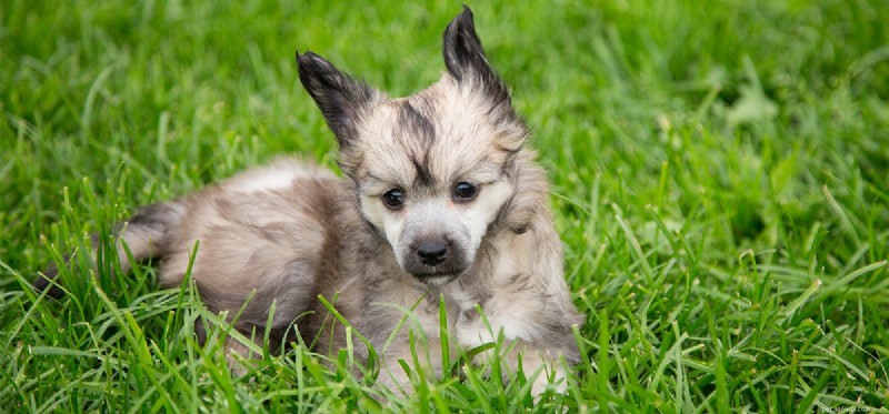 Is It Safe to Give Your Dog Soda?