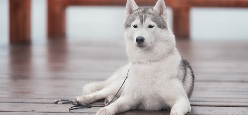 Is It Safe to Give Your Dog Soda?