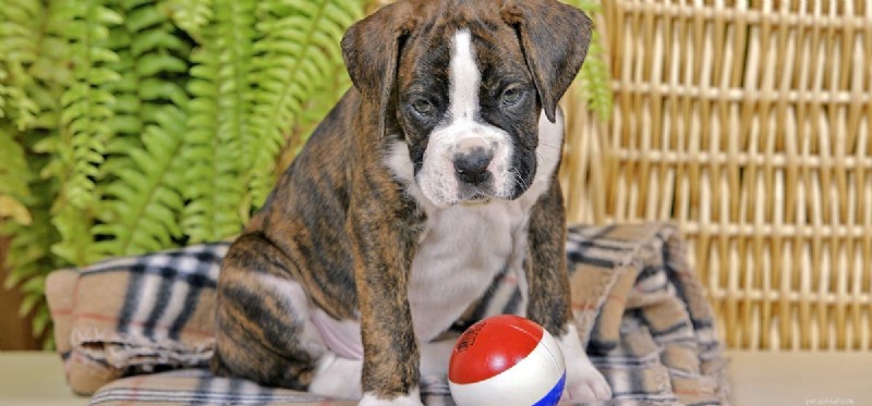 Do Dogs Get Strokes? Recognizing Signs and Providing Care