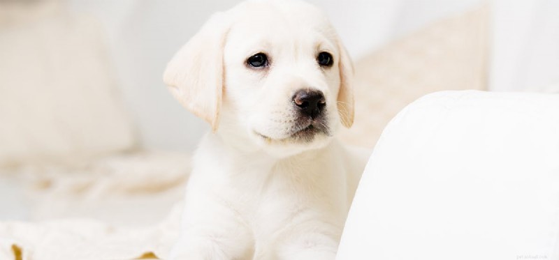 Do Dogs Get Strokes? Recognizing Signs and Providing Care