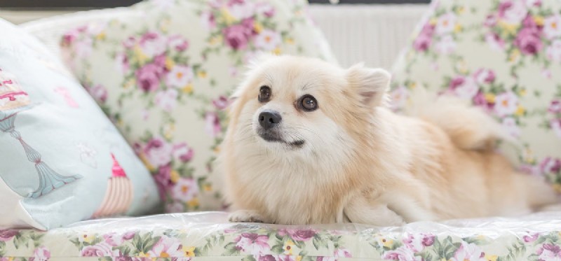 Do Dogs Get Strokes? Recognizing Signs and Providing Care