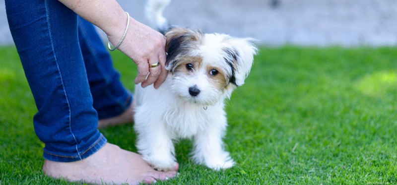 Do Dogs Get Strokes? Recognizing Signs and Providing Care