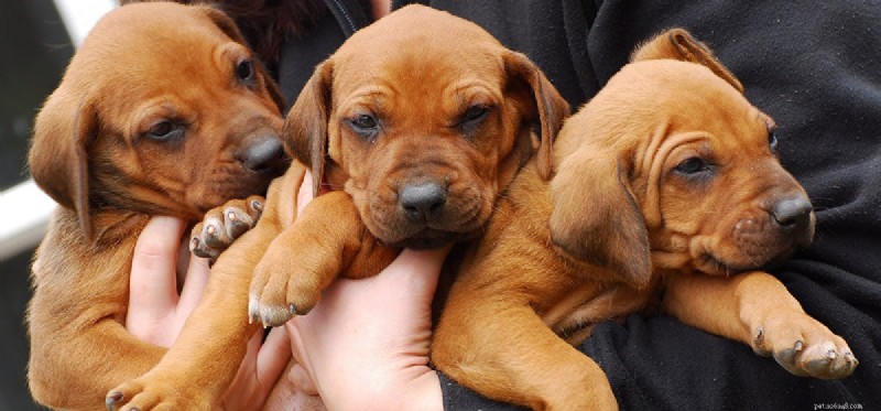 Is Excess Vitamin E Harmful to Dogs? Expert Guide