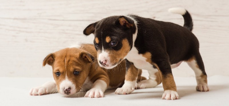 Is Excess Vitamin E Harmful to Dogs? Expert Guide