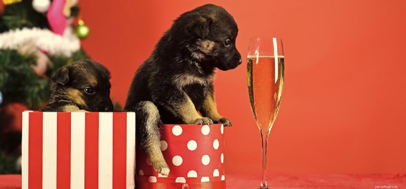 Is Wine Safe for Dogs? A Guide to the Risks and Safe Alternatives