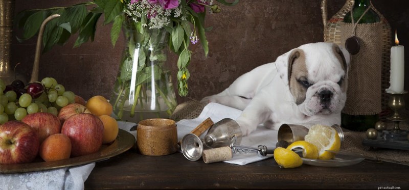 Is Wine Safe for Dogs? A Guide to the Risks and Safe Alternatives