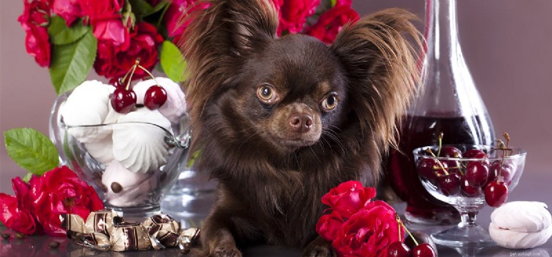 Is Wine Safe for Dogs? A Guide to the Risks and Safe Alternatives