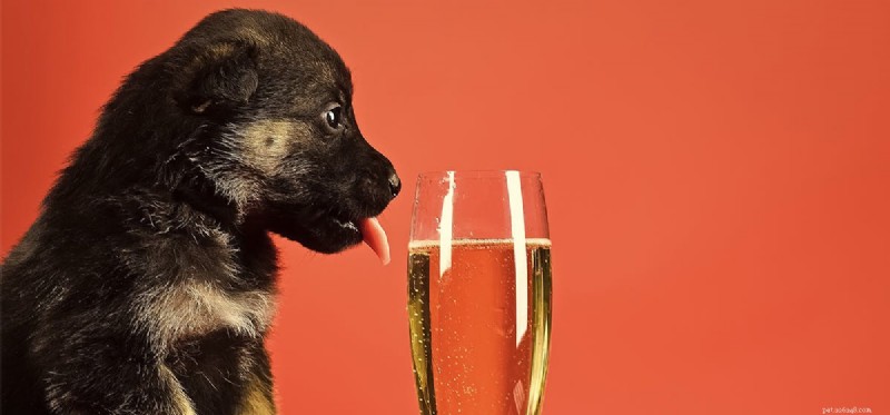 Is Wine Safe for Dogs? A Guide to the Risks and Safe Alternatives