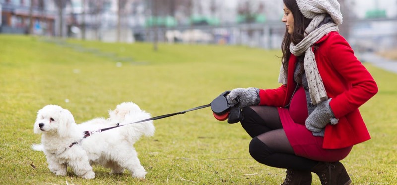 Can Dogs Detect an Unborn Baby s Heartbeat? Exploring the Science