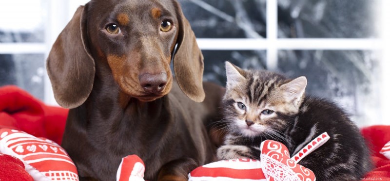 Dogs vs. Cats: Which Has Superior Hearing?