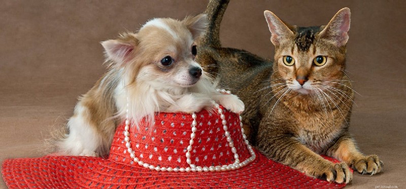 Dogs vs. Cats: Which Has Superior Hearing?