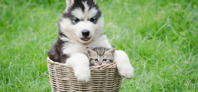 Dogs vs. Cats: Which Has Superior Hearing?