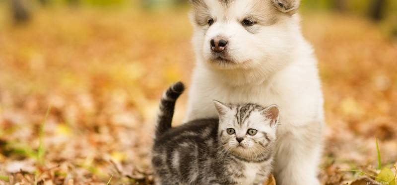 Will Your Dog Notice CatStop? Understanding High‑Frequency Cat Deterrents