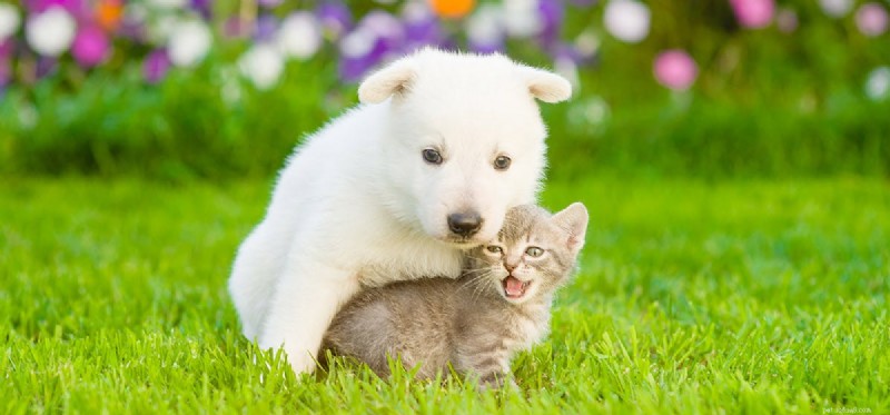 Will Your Dog Notice CatStop? Understanding High‑Frequency Cat Deterrents