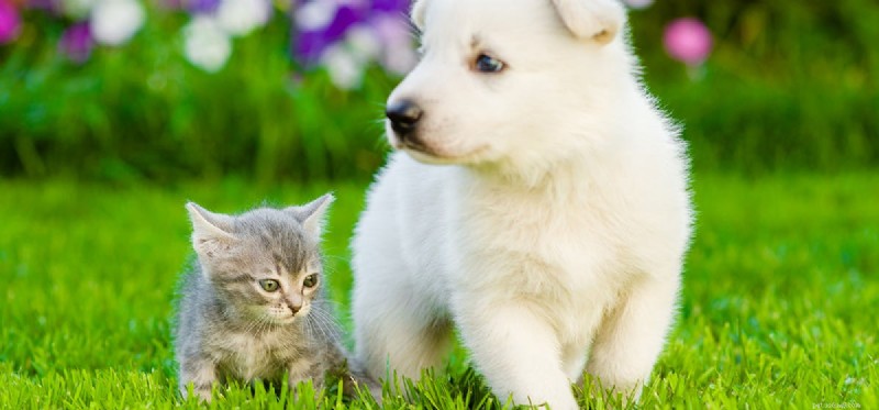 Will Your Dog Notice CatStop? Understanding High‑Frequency Cat Deterrents