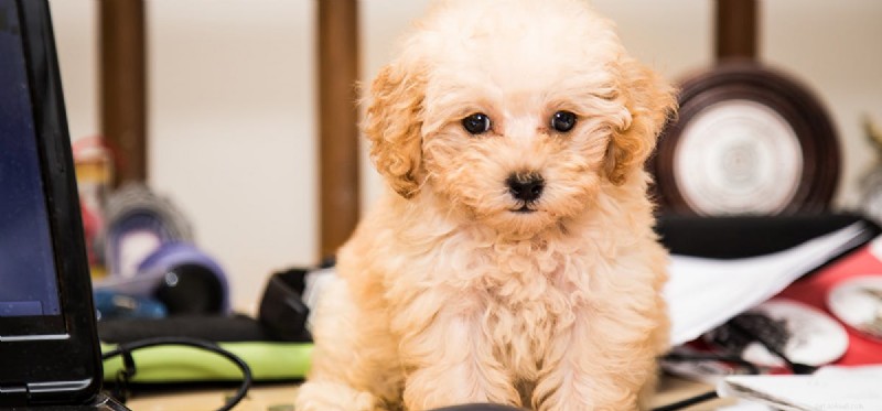 Do Dogs Detect Sound from Computer Speakers? What to Know