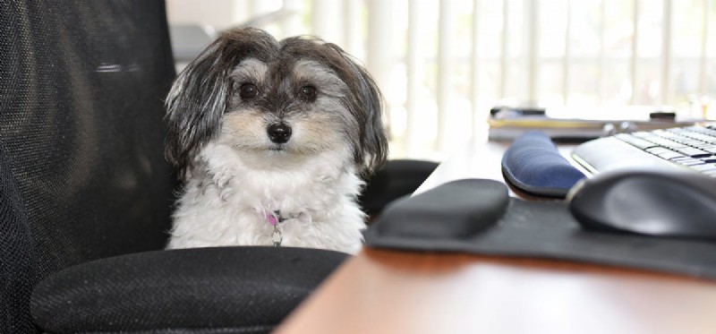 Do Dogs Detect Sound from Computer Speakers? What to Know