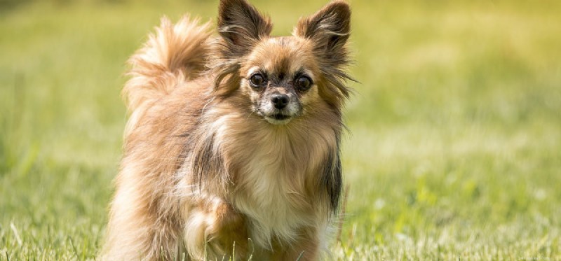 Do Dogs Detect Coyote Calls? Understanding Their Superior Hearing
