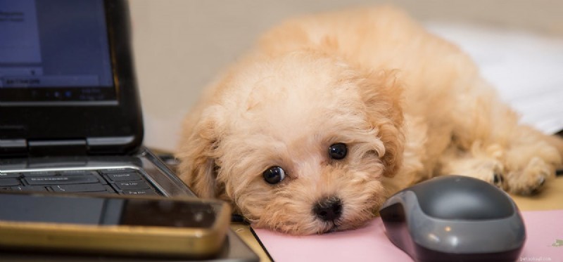 Do Dogs Detect Sound from Computer Speakers? What to Know
