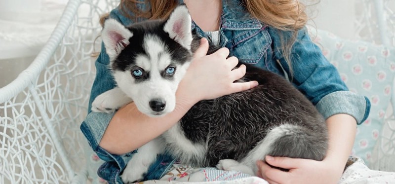 Do Dogs Truly Hear Human Heartbeats? Expert Insight
