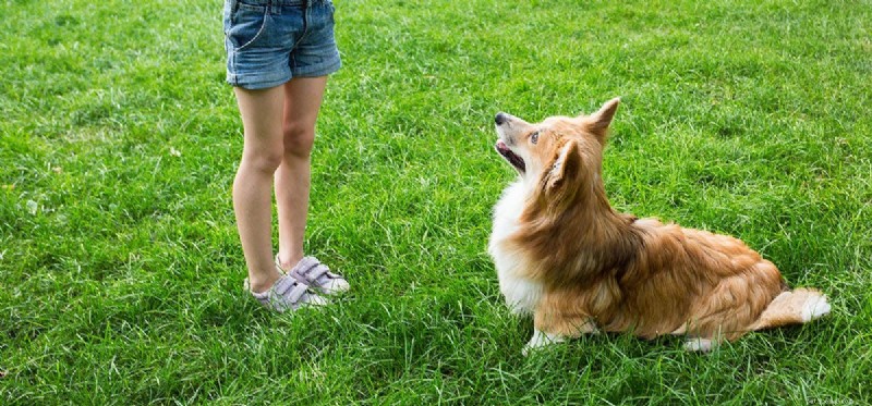 Do Dogs Truly Hear Human Heartbeats? Expert Insight