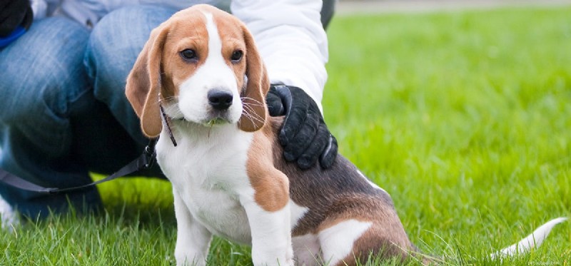 Do Dogs Hear Higher Pitches Than Humans? Science Explains