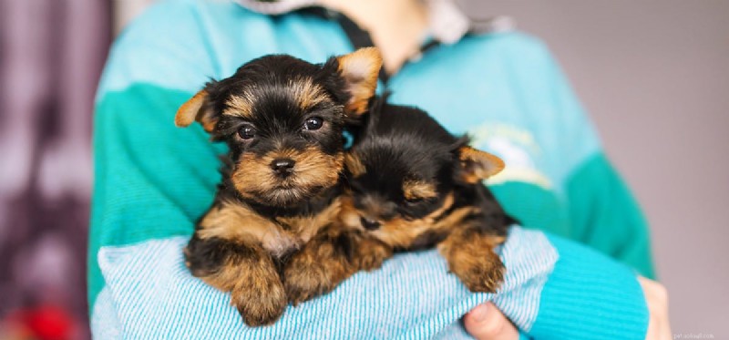 Do Dogs Hear Higher Pitches Than Humans? Science Explains