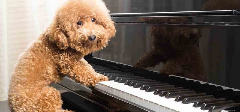 How Well Can Dogs Hear High-Pitched Sounds?