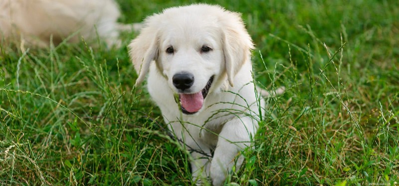 Do Dogs Detect Insects? How Their Superior Hearing Helps Spot Tiny Creatures