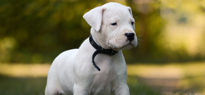 Do Dogs Detect Insects? How Their Superior Hearing Helps Spot Tiny Creatures