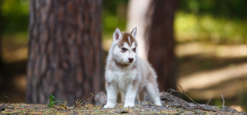 Do Dogs Detect Insects? How Their Superior Hearing Helps Spot Tiny Creatures