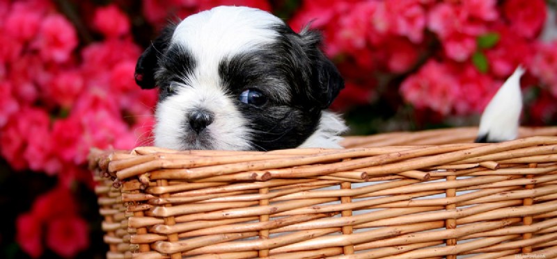 Do Dogs Detect Mouse Repellers? Understanding Your Pet’s Response