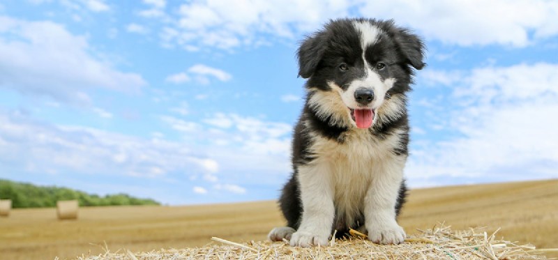 Do Dogs Detect Mouse Repellers? Understanding Your Pet’s Response