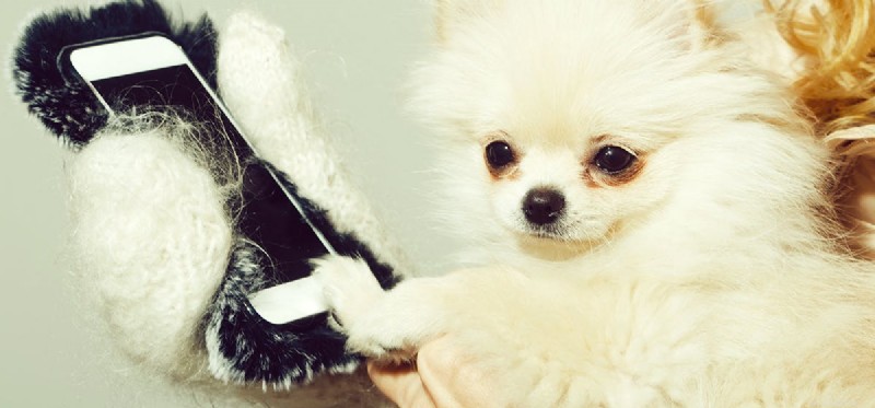 Do Dogs Really Hear Us Over the Phone? Understanding Their Auditory Capabilities