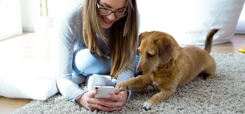 Do Dogs Really Hear Us Over the Phone? Understanding Their Auditory Capabilities