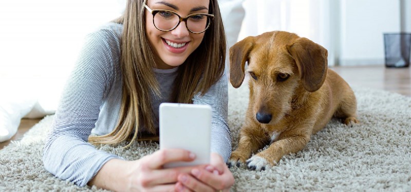 Do Dogs Really Hear Us Over the Phone? Understanding Their Auditory Capabilities