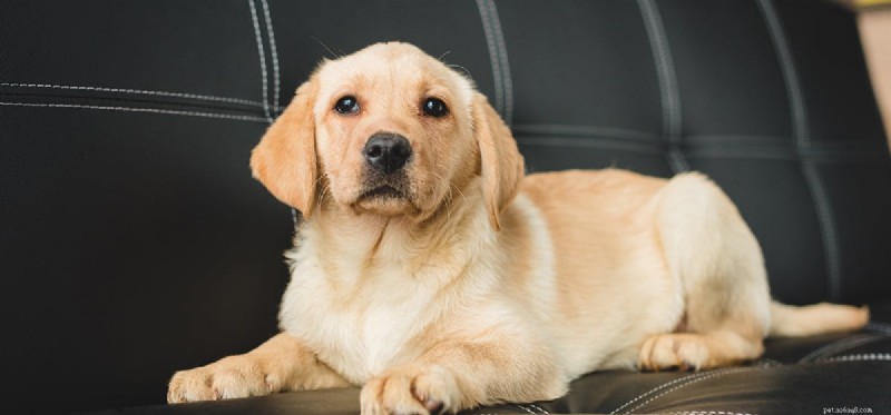 Can Dogs Detect Sonar? Exploring Their Superior Hearing Capabilities