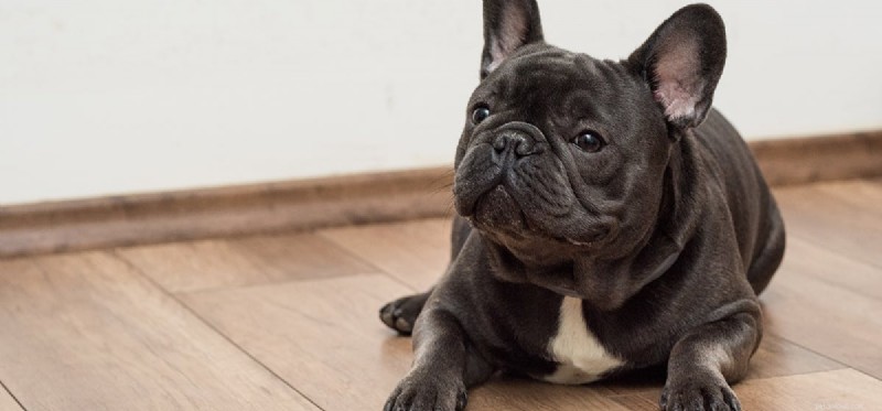 Can Dogs Detect Sonar? Exploring Their Superior Hearing Capabilities