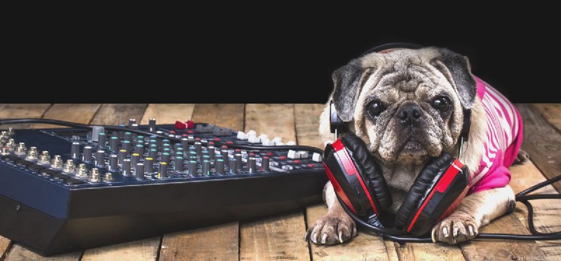 Do Dogs Hear Sounds Humans Can t? Exploring Their Superior Hearing