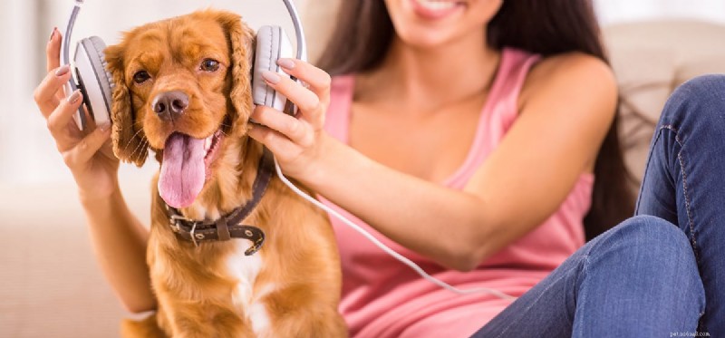 Do Dogs Hear Sounds Humans Can t? Exploring Their Superior Hearing