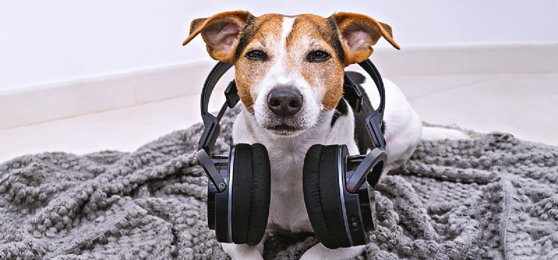 Do Dogs Hear Sounds Humans Can t? Exploring Their Superior Hearing