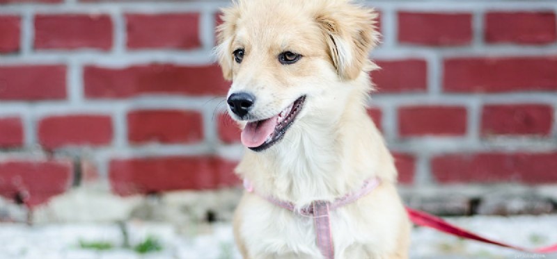 How Dogs Hear Through Walls: The Science Behind Their Exceptional Hearing
