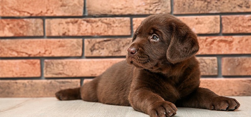 How Dogs Hear Through Walls: The Science Behind Their Exceptional Hearing