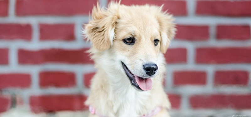 How Dogs Hear Through Walls: The Science Behind Their Exceptional Hearing
