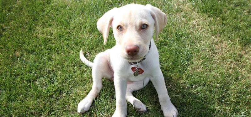 Dogs  Hearing Sensitivity: Can They Detect Sounds Twice as Loud as Humans?