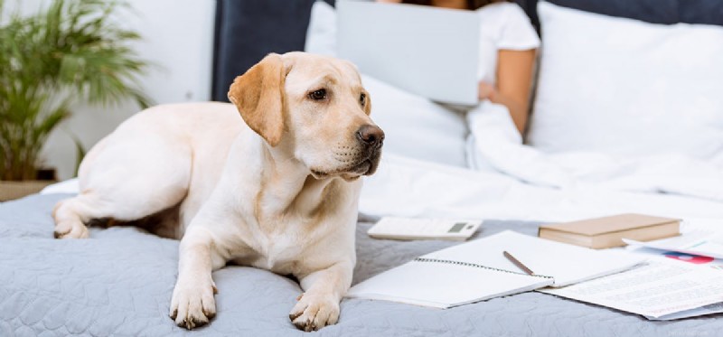 Dogs  Hearing Sensitivity: Can They Detect Sounds Twice as Loud as Humans?