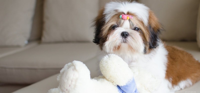 Do Dogs Detect Ultrasonic Humidifiers? Understanding Their Sensitivity