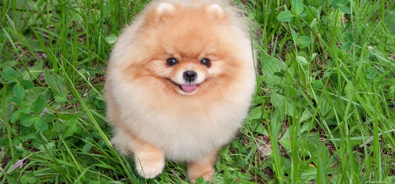 Do Dogs Detect Ultrasonic Humidifiers? Understanding Their Sensitivity
